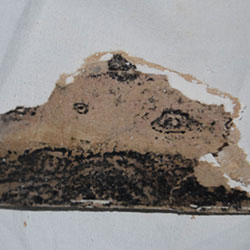 Schimmelpilze hinter einer Gipskartonplatte - Stachybotrys chartarum