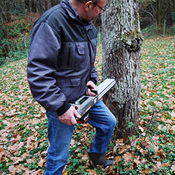 Bohrwiderstandsmessung an einem durch Astbruch geschädigten Birnbaum Bohrwiderstandsmessung an einem durch Astbruch geschädigten Birnbaum