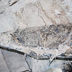 Mycel des Echten Hausschwamms zwischen Fundament und Teerpappe Mycel des Echten Hausschwamms zwischen Fundament und Teerpappe