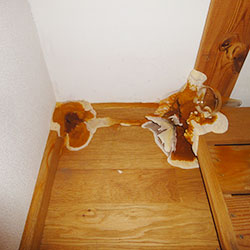 Fruchtkörper des Echten Hausschwamms (Serpula lacrymans) auf einem Dielenboden Fruchtkörper des Echten Hausschwamms (Serpula lacrymans) auf einem Dielenboden