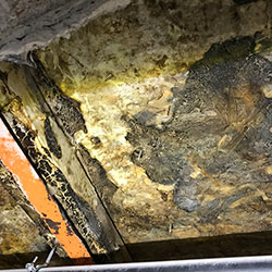 Echter Hausschwamm (Serpula lacrymans) in einem Zwischenboden zerstört Holzbalken und OSB-Platten Echter Hausschwamm (Serpula lacrymans) in einem Zwischenboden zerstört Holzbalken und OSB-Platten