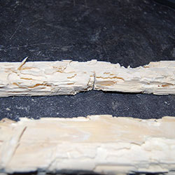 In nur drei Jahren wurde eine Dachlatte 2,4/4,8 cm von den Larven des Hausbocks fast komplett gefressen In nur drei Jahren wurde eine Dachlatte 2,4/4,8 cm von den Larven des Hausbocks fast komplett gefressen