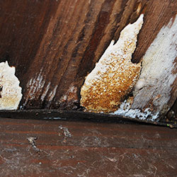 Weißer Porenschwamm und Großer Rindenpilz zerstören den Gehbelag einer Holzbrücke Weißer Porenschwamm und Großer Rindenpilz zerstören den Gehbelag einer Holzbrücke
