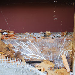 Mycel des Weißen Porenschwamms in einer Holzwand