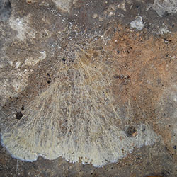 Mycel des Sternsetenpilzes in einem Kartoffelkeller Mycel des Sternsetenpilzes in einem Kartoffelkeller